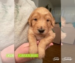 Small Photo #2 Golden Retriever Puppy For Sale in STILLWATER, OK, USA