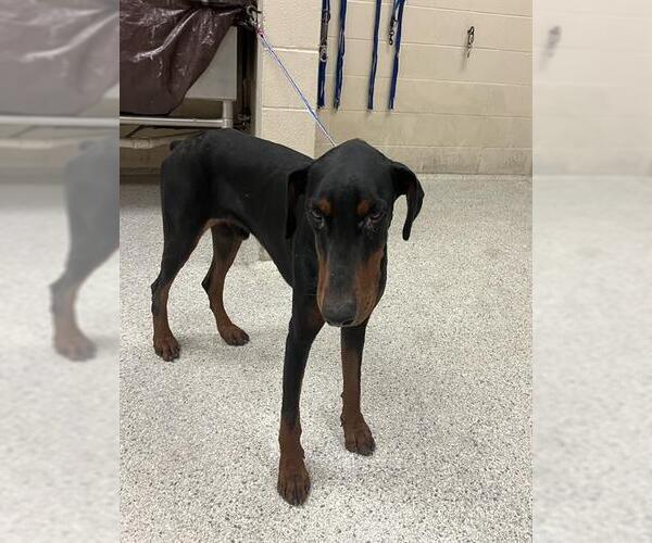 Medium Photo #1 Doberman Pinscher Puppy For Sale in Conroe, TX, USA