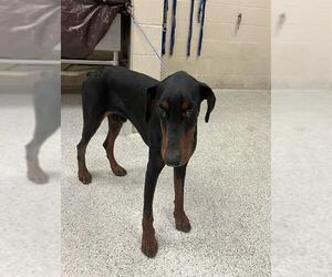 Doberman Pinscher Dogs for adoption in Conroe, TX, USA