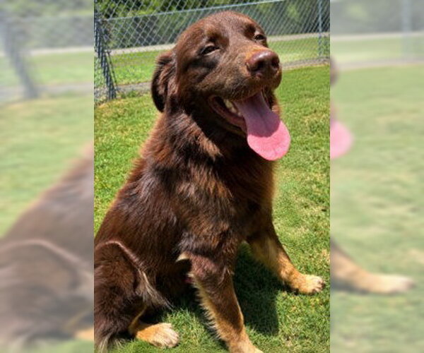 Medium Photo #1 Border Collie-Unknown Mix Puppy For Sale in Texas City, TX, USA