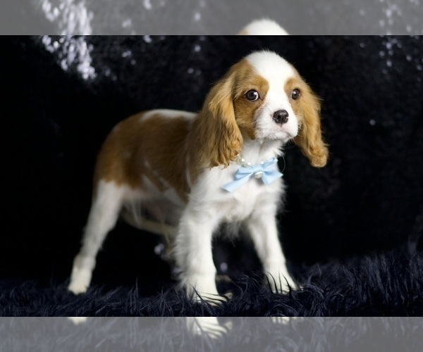Medium Photo #5 Cavalier King Charles Spaniel Puppy For Sale in WARSAW, IN, USA