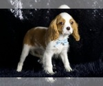 Small Photo #45 Cavalier King Charles Spaniel Puppy For Sale in WARSAW, IN, USA