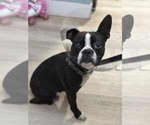 Boston Terrier Dogs for adoption in Mount Pleasant, SC, USA
