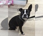 Small Photo #1 Boston Terrier Puppy For Sale in Mount Pleasant, SC, USA