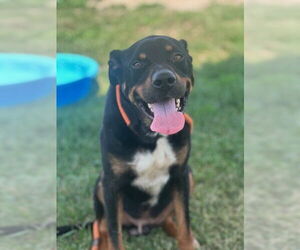 Doberman Pinscher-Unknown Mix Dogs for adoption in Louisville, KY, USA