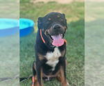 Small Doberman Pinscher Mix