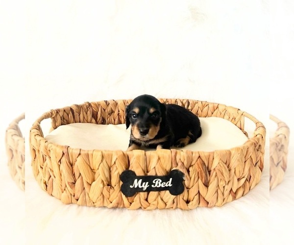 Medium Photo #6 Dachshund Puppy For Sale in DAVIS, CA, USA