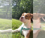 Small American Pit Bull Terrier Mix