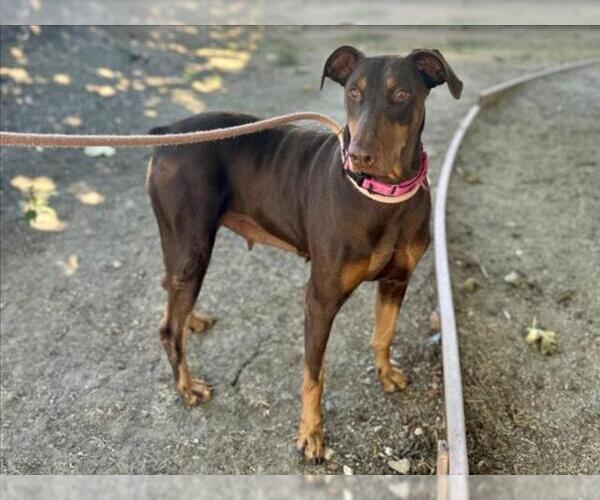Medium Photo #1 Doberman Pinscher Puppy For Sale in Martinez, CA, USA