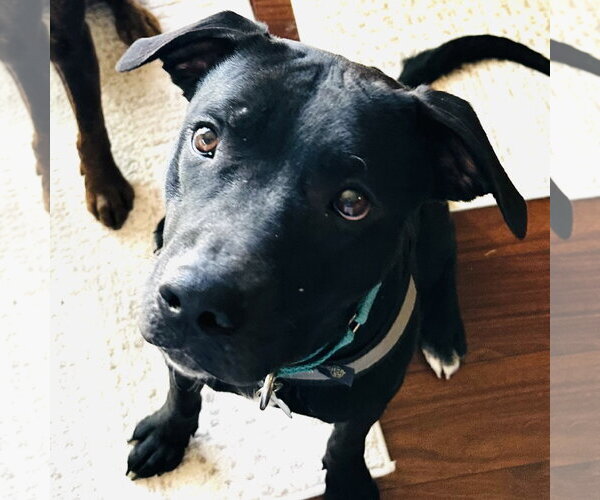 Medium Photo #3 Mutt Puppy For Sale in Fargo, ND, USA