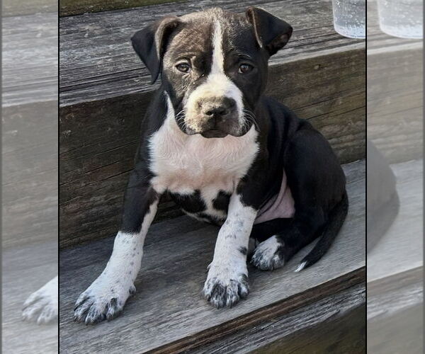 Medium Photo #3 American French Bull Terrier Puppy For Sale in Chester, VA, USA
