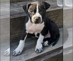 Small #2 American French Bull Terrier