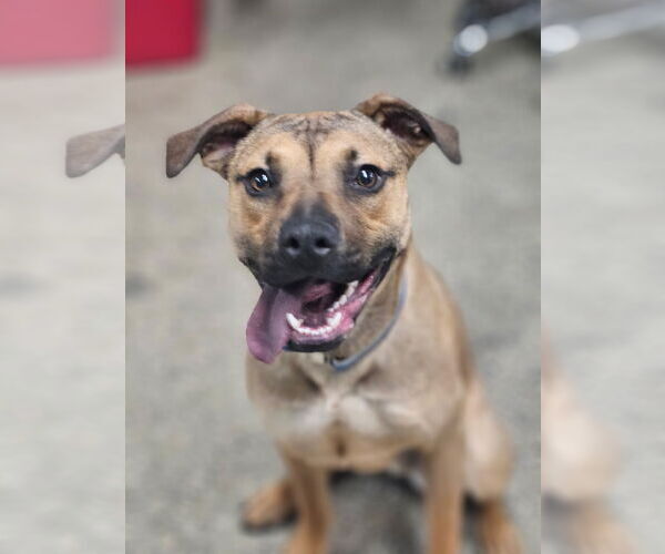 Medium Photo #4 Mutt Puppy For Sale in Plainfield, IL, USA