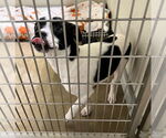Small #3 Boston Terrier Mix