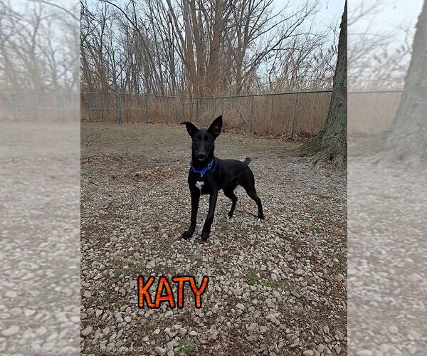 Medium Photo #4 German Shepherd Dog Puppy For Sale in Port Clinton, OH, USA