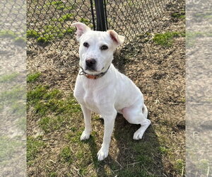Mutt Dogs for adoption in Evansville, IN, USA