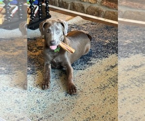 Blue Lacy Dog for Adoption in LACEYS SPRING, Alabama USA