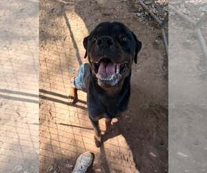 Rottweiler Dogs for adoption in Hillsboro, NH, USA