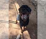 Felix - Male Rottweiler Dog for Adoption - Small photo