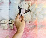 Small #2 Chihuahua