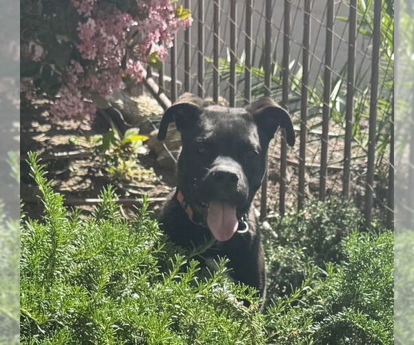 Medium Photo #2 American Staffordshire Terrier-Labrador Retriever Mix Puppy For Sale in San Juan Capistrano, CA, USA