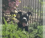 Small #1 American Staffordshire Terrier-Labrador Retriever Mix