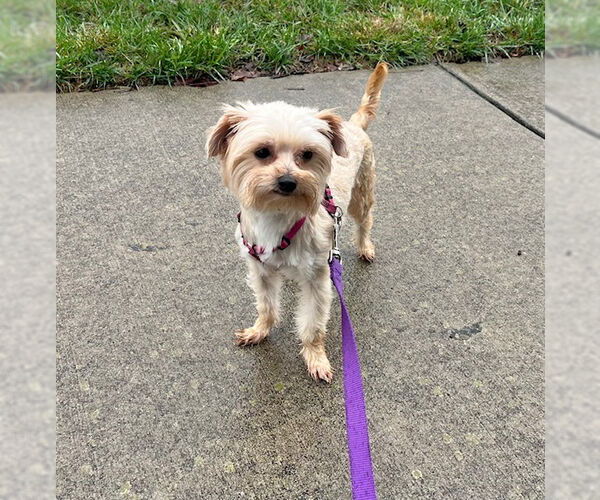 Medium Photo #4 Mutt Puppy For Sale in Greensboro, NC, USA