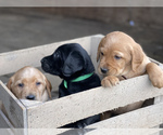 Small Photo #3 Irish Setter-Labrador Retriever Mix Puppy For Sale in SHEDD, OR, USA