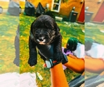 Puppy Oreo Golden Mountain Dog