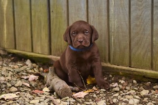 Labrador Retriever Puppy for sale in SAEGERTOWN, PA, USA
