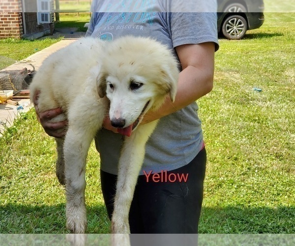 Medium Photo #4 Great Pyrenees Puppy For Sale in ORANGE, TX, USA