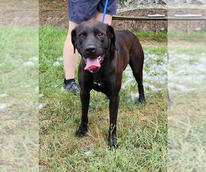 Chocolate Labrador retriever-Unknown Mix Dogs for adoption in Wetumpka, AL, USA