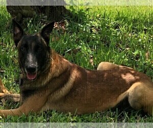 Father of the Belgian Malinois puppies born on 12/31/2022