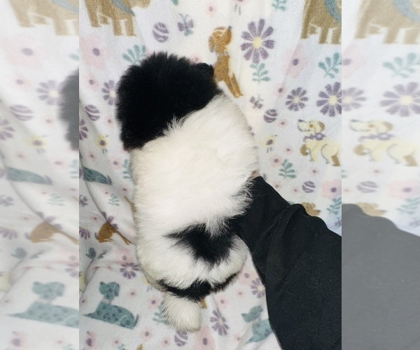 Medium Photo #10 Pomeranian Puppy For Sale in BAKERSFIELD, CA, USA