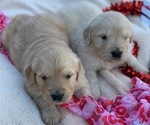 Small Photo #10 Golden Retriever Puppy For Sale in LOVELADY, TX, USA