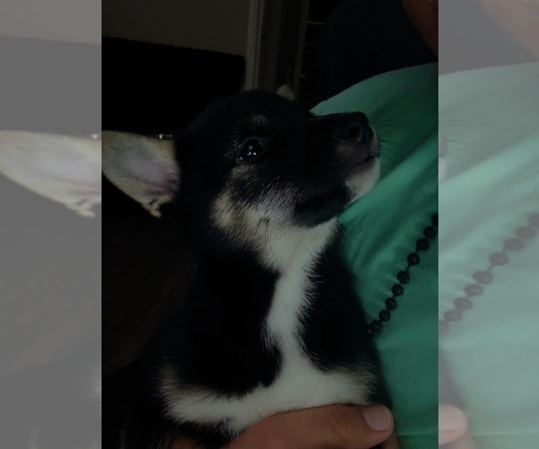 Medium Photo #6 Shiba Inu Puppy For Sale in LOS ANGELES, CA, USA