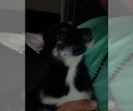 Small #5 Shiba Inu