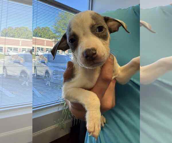 Medium Photo #8 American Staffordshire Terrier-Unknown Mix Puppy For Sale in Holly Springs, NC, USA