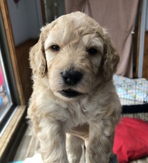 Goldendoodle Puppy for sale in KENNEBUNKPORT, ME, USA