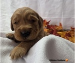 Puppy Orange collar Golden Retriever