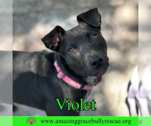Violet - Female Labrador Retriever-Unknown Mix Dog for Adoption - Photo #8
