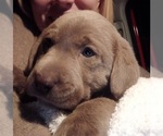 Small Photo #5 Labrador Retriever Puppy For Sale in SANTA MONICA, CA, USA
