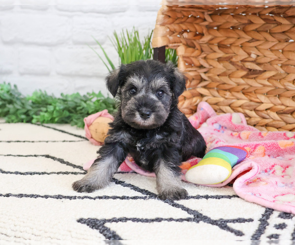 Medium Photo #4 Schnauzer (Miniature) Puppy For Sale in SYRACUSE, IN, USA