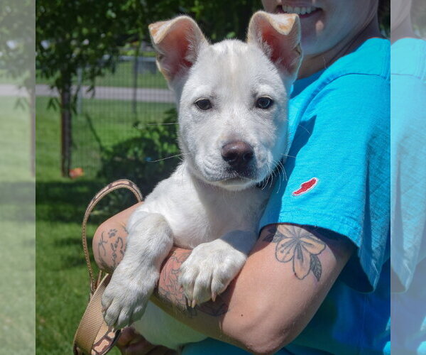 Medium Photo #5 Shepradors Puppy For Sale in Huntley, IL, USA