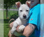 Small #4 Shepradors