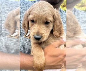 Goldendoodle-Poodle (Miniature) Mix Puppy for sale in CAMBRIDGE, MN, USA