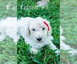 Small #1 Poodle (Standard)