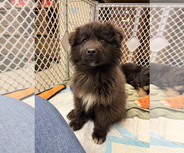 Medium Photo #2 Mutt Puppy For Sale in Bemidji, MN, USA