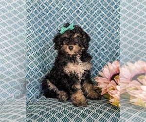 Miniature Bernedoodle-Poodle (Miniature) Mix Puppy for sale in OXFORD, PA, USA