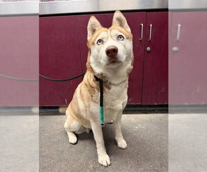Siberian Husky Dogs for adoption in Downey, CA, USA